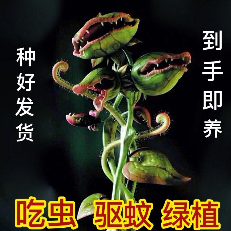 食人花吃虫驱蚊盆栽捕蝇草猪笼草卧室室内阳台绿植好养水培植物