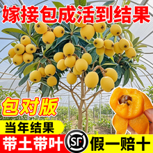 枇杷苗树盆栽嫁接果苗大果南北方庭院耐寒四季水果苗琵琶无核批把