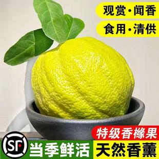 香橼鲜果水培绿植物办公桌面佛手柑香薰天然新鲜闻香葫芦摆件可食
