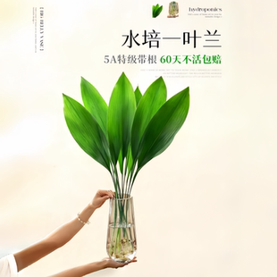 一叶兰水培植物盆栽室内好养无土纯水培绿植花卉桌面大叶清新空气