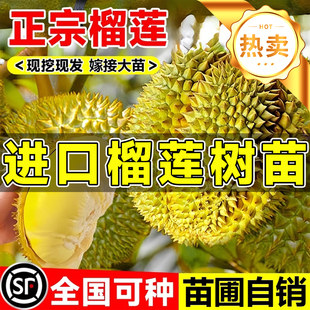 榴莲树果苗南方种北方种猫山王金枕榴莲树果苗耐寒南北方四季种植