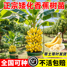 香蕉树苗盆栽地栽芭蕉粉蕉小米蕉耐寒矮化果树苗四季庭院种植绿植