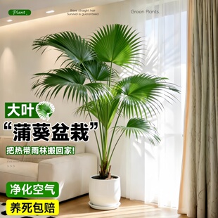 大叶蒲葵绿植盆栽室内净化客厅四季常青观叶棕榈树耐寒好养扇叶蒲