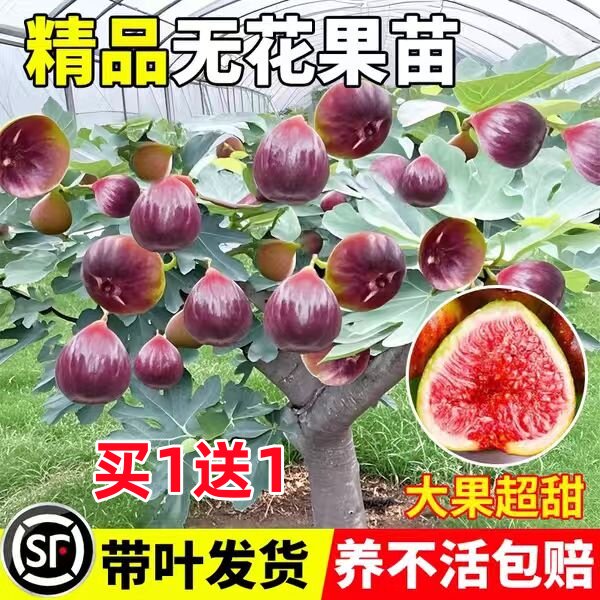 无花果树果苗特大带土果苗盆栽四季种植庭院易养当年结果无花果苗