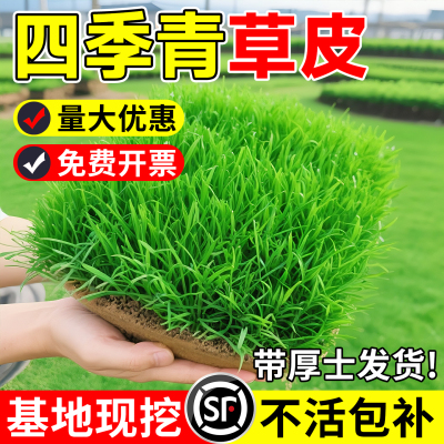 草皮草坪带土带泥别墅庭院四季青