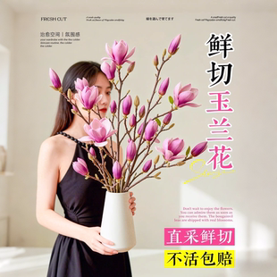 玉兰花鲜切枝带花苞水培绿植室内桌面插花鲜枝耐寒好养年宵花盆栽