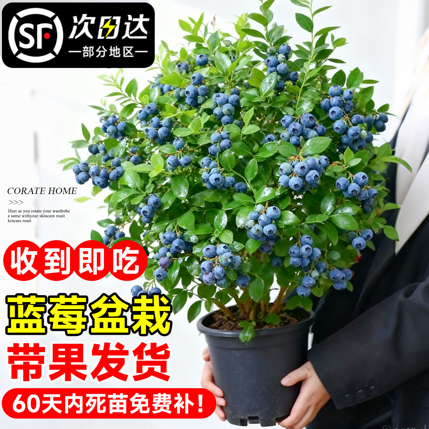 蓝莓树果苗盆栽特大号室内外蓝梅苗地栽阳台四季南北方种植果树,鲜花速递/花卉仿真/绿植园艺,果树,淘宝优惠券,粉丝福利购,淘宝优惠卷
