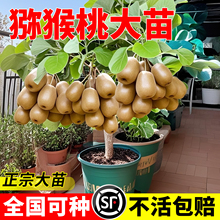 猕猴桃树果苗红心软枣猕猴桃苗徐香嫁接南北方种植庭院水果树果苗