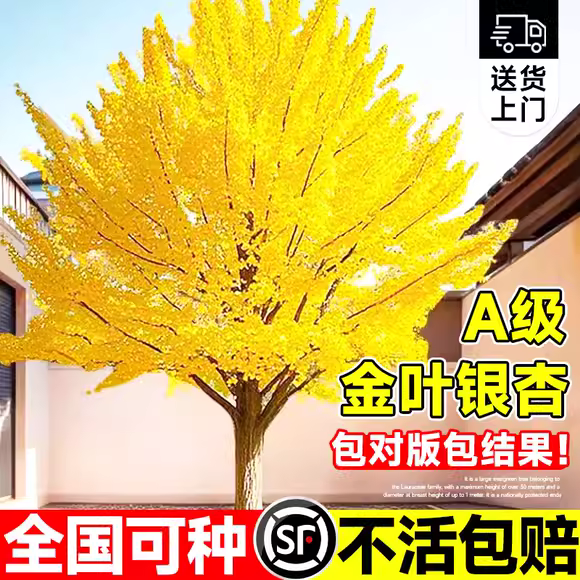银杏树活苗庭院园林行道耐寒绿化工程风景大树盆栽金叶银杏小树苗