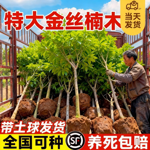 四川正宗金丝楠木树苗盆栽