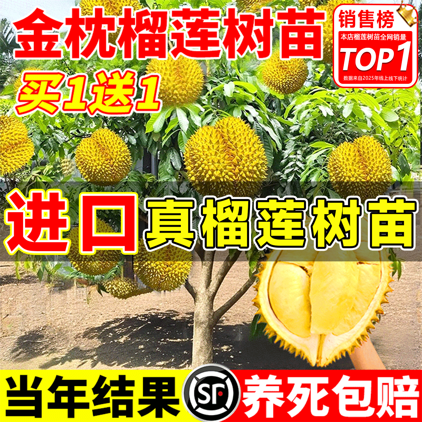 榴莲树果苗北方种南北方四季种植