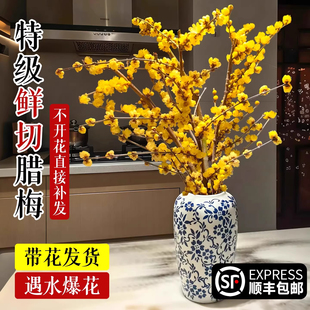 腊梅花鲜切年宵花卉花水培花干枝客厅摆设蜡梅鲜花水培植物花束