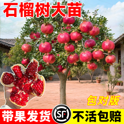 石榴树树苗突尼斯软籽无籽