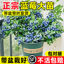 蓝莓苗果树果苗盆栽带果发货地栽种植阳台室内外南北方当年结果苗
