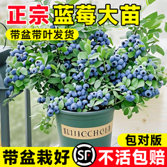 蓝莓苗果树果苗盆栽带果发货地栽种植阳台室内外南北方当年结果苗