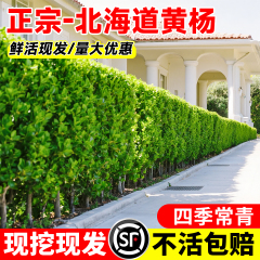 围墙篱笆植物大叶北海道黄杨苗冬青树苗四季常青耐寒庭院绿篱树苗