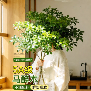 进口马醉木水培植物鲜切枝美男树吊钟枝条室内客厅水养绿植盆栽