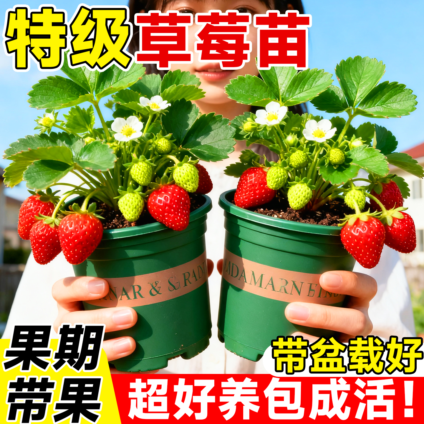 草莓盆栽四季结果盆栽阳台带果