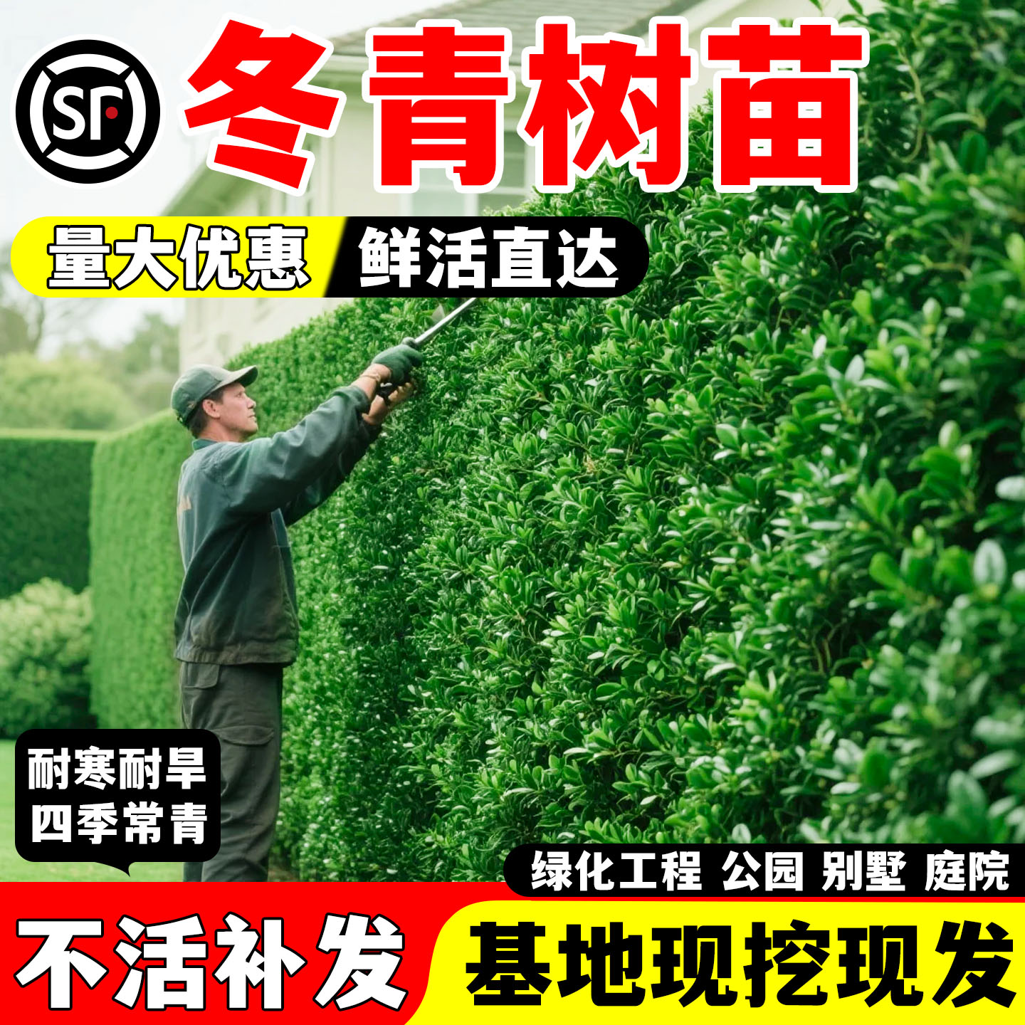 冬青树苗四季常青绿化冬青围墙