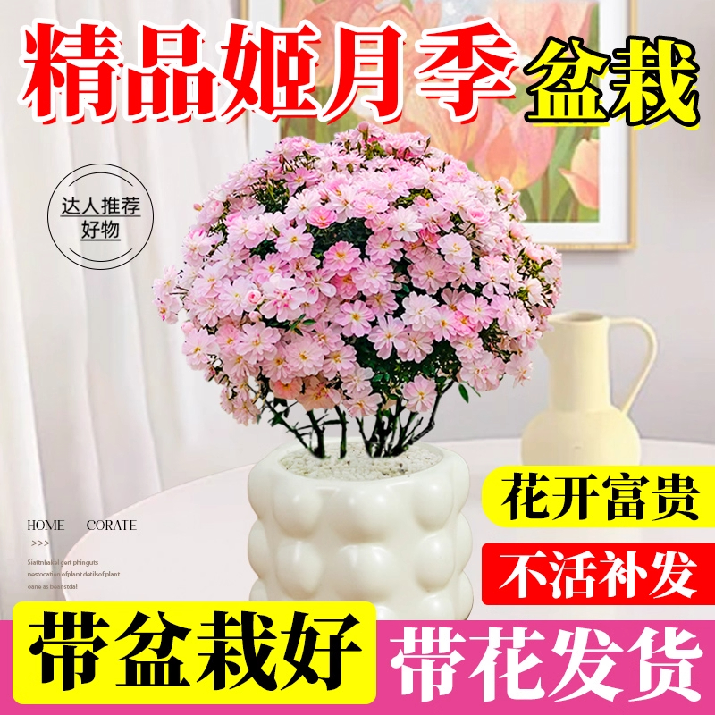 姬月季日本姬乙女盆栽室内桌面