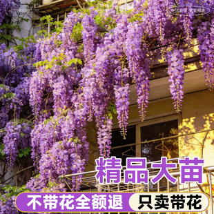 紫藤花苗老桩树苗庭院阳台爬藤植物盆栽四季鲜花卉开花绿植好养活