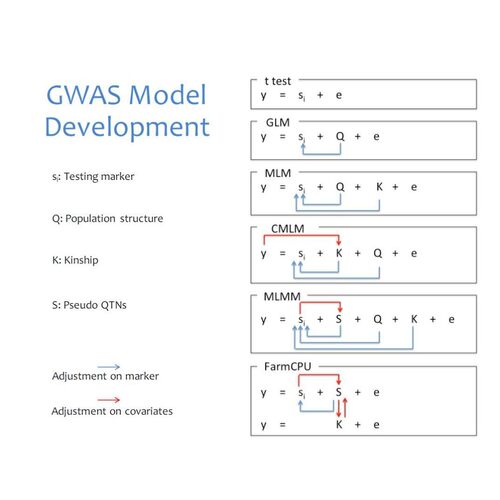 GWAS 孟德尔随机化 meta 共定位 SMR教学和代做