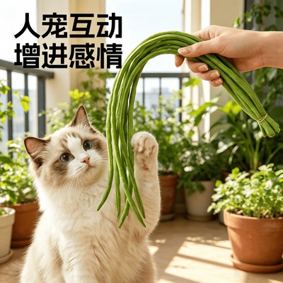 拿豆橛子抽烂恁的腚！主子上头了
