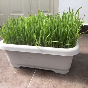 南宫韭菜盆景水培韭菜韭菜根水培蔬菜可食好养活无公害活盆载