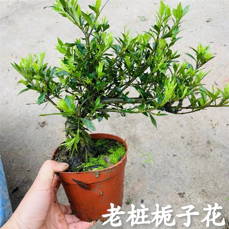 重瓣小叶雀舌栀子花提根老桩水横枝盆景清誉牡丹开花浓香花园绿植