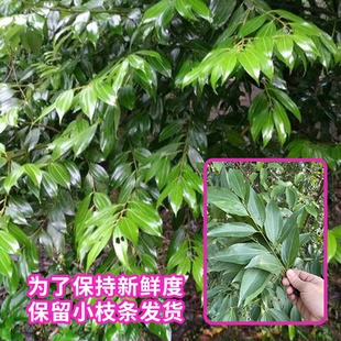 广西新鲜月桂香叶原料天然春分坛桂香叶香料西餐点缀装饰