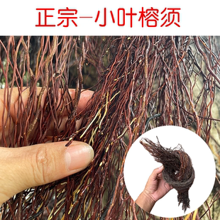 新鲜现割小叶榕树须中药材干货半天吊榕须吊风根榕树根棍布景装饰