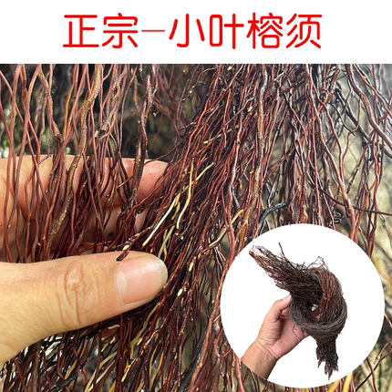 新鲜现割小叶榕树须中药材干货半天吊榕须吊风根榕树根棍布景装饰