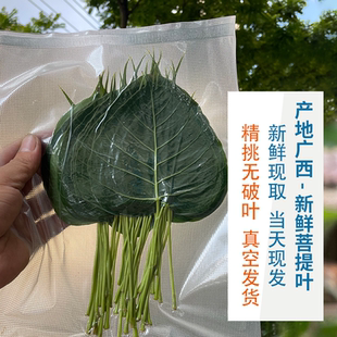 新鲜天然菩提叶制作叶脉书签装饰画香樟叶手工diy刺绣书法画配材
