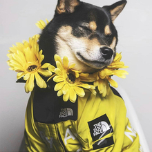 宠物雨衣中型狗狗雨披法斗外套巴哥犬八哥防水冲锋衣小狗衣服