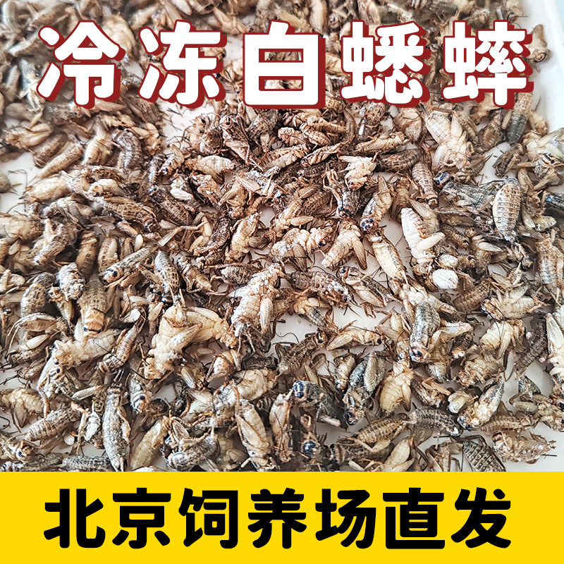 新鲜冷冻速冻白蟋蟀黑油葫芦蛐蛐爬宠食物饲料睫角守宫鬃狮蜥蜴鸟
