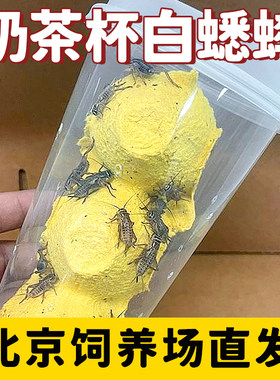 白蟋蟀活物油葫芦蛐蛐