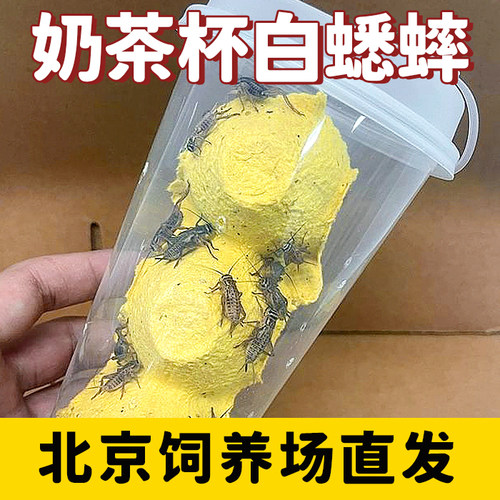 白蟋蟀活物油葫芦蛐蛐