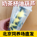 北京发货黑蟋蟀奶茶杯装 活物油葫芦蝈蝈蜥蜴守宫龟蛙爬宠活体饲料