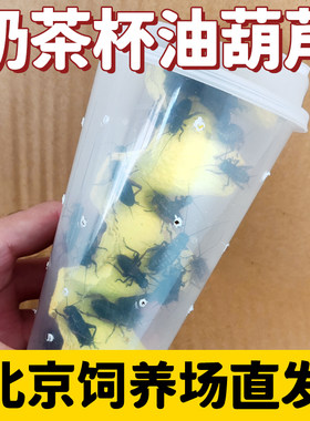 黑蟋蟀奶茶杯装活物油葫芦蝈蝈