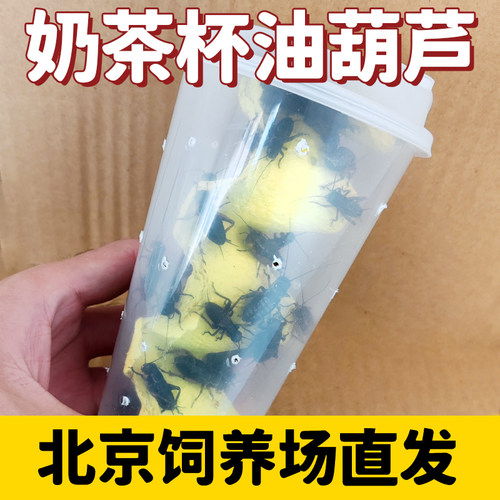 黑蟋蟀奶茶杯装活物油葫芦蝈蝈