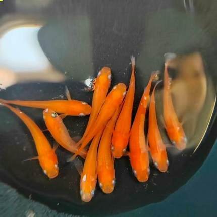 背青鱂鱼TTY打送饲料不氧赏鱼 小观型锦观鲤小鱼苗生态缸养鱼