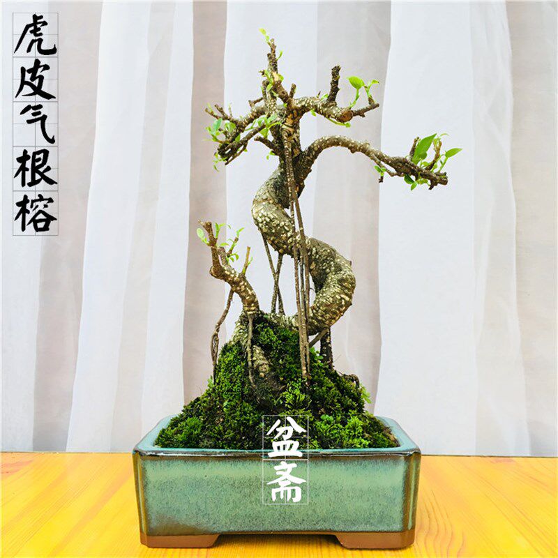 气根榕树头大榕树台湾虎皮榕室内桌面送礼盆栽绿植造水景盆景树桩