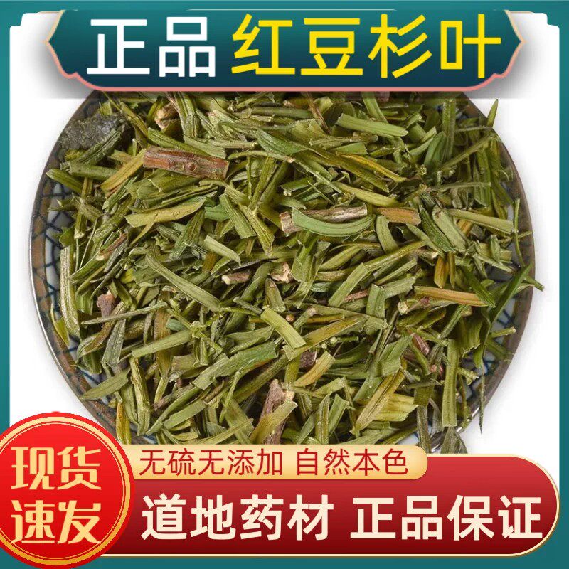 红豆杉叶中药材红豆杉叶 红豆杉树叶茶新货上市多规格可选