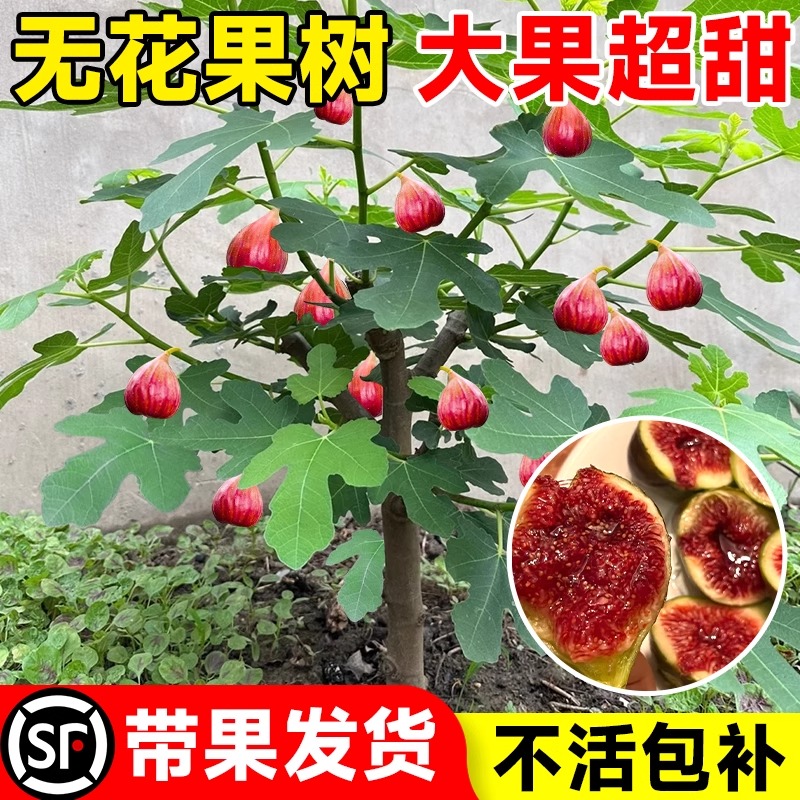 无花果树果苗特大盆栽波姬红
