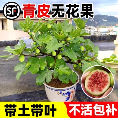 威海青皮无花果树苗特大带