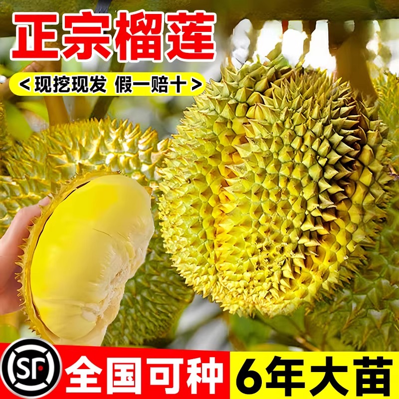 榴莲树果苗南北方种植矮化盆栽