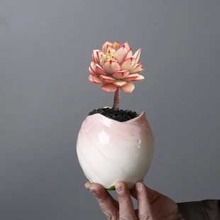 冰裂釉花盆陶瓷创意桌面小竹柏花盆酒店花器中式
