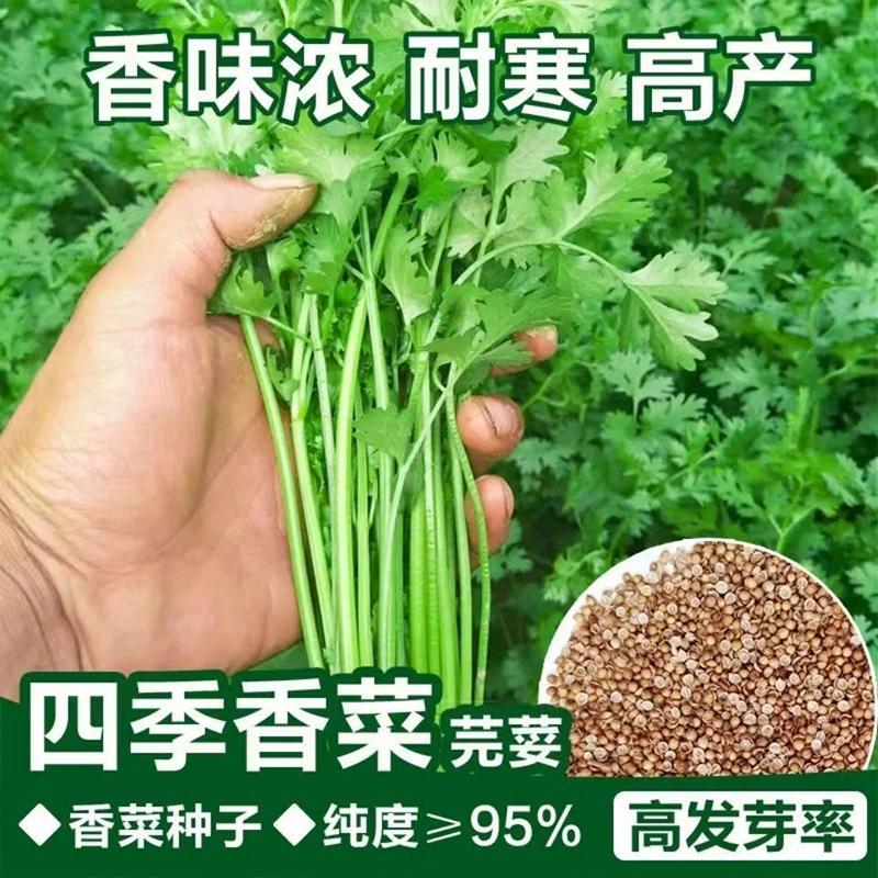 四季耐寒耐抽薹大叶香菜种子蔬菜种子大棚菜园盆栽芫荽种籽大全