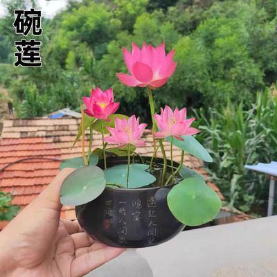 碗莲种七彩五颜六色花卉水养四季莲花荷花种莲藕绿植水缸植物水培