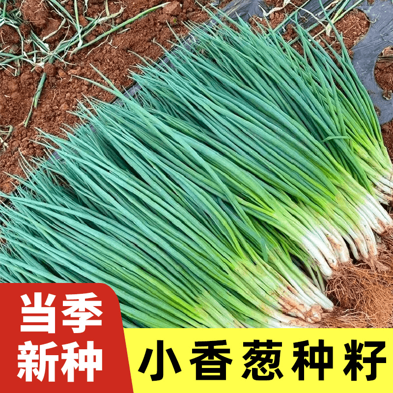 四季小香葱种子春夏秋冬季阳台庭院盆栽小分葱蔬菜种籽大全小葱孑